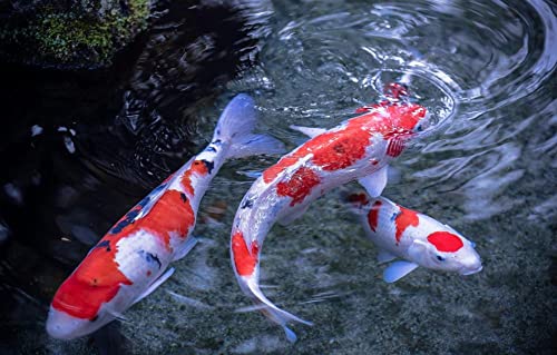 Puzzle für Erwachsene, 1000 Teile, Fisch, Koi-Karpfen, 70 x 50 cm von AFHMZ