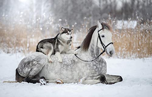 Puzzle für Erwachsene, 1000 Teile, Pferd, Hund, Husky, 70 x 50 cm von AFHMZ