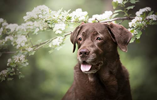 Puzzle für Erwachsene, 2000 Teile, Hund, 70 x 100 cm von AFHMZ