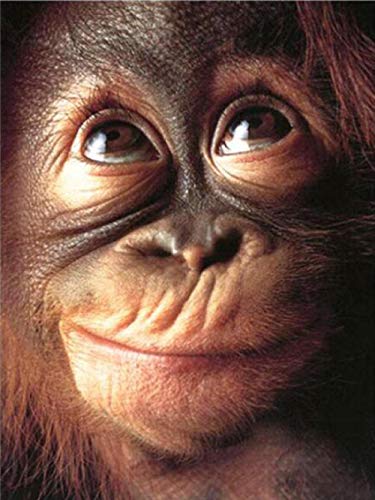 Puzzle für Erwachsene, 300 Teile, Papierpuzzle, AFFE, Tier, Personalisierung, Spiel für Erwachsene, Kinderspielzeug, kreatives Geschenk, Kunst, Heimdekoration, 38 x 26 cm Puzzle für Erwachsene, 300 Teile, Papierpuzzle, AFFE, Tier, Personalisierung, Spiel für Erwachsene, Kinderspielzeug, kreatives Geschenk, Kunst, Heimdekoration, 38 x 26 cm von AFHMZ