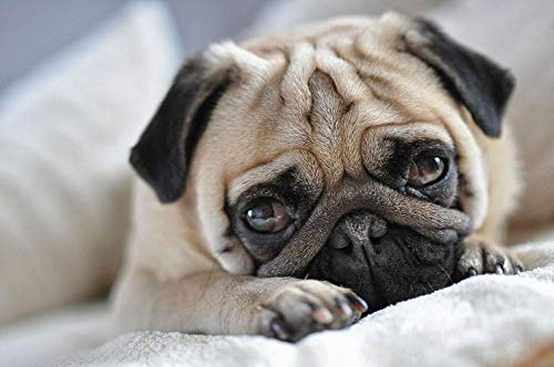 Puzzle für Erwachsene, 300 Teile, Papierpuzzle, süßer Mops, Personalisierung, Spiel für Erwachsene, Kinderspielzeug, kreatives Geschenk, Kunst, Heimdekoration, 38 x 26 cm Puzzle für Erwachsene, 300 Teile, Papierpuzzle, süßer Mops, Personalisierung, Spiel für Erwachsene, Kinderspielzeug, kreatives Geschenk, Kunst, Heimdekoration, 38 x 26 cm von AFHMZ