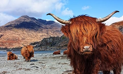 Puzzle für Erwachsene, Spielzeug 1000 Teile, Highland Scottish Cow Art Puzzle 52x38CM von AFHMZ