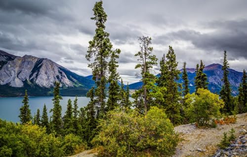 Puzzle für Erwachsene 1000 | Puzzle 1000 Teile für Erwachsene, Geschenke, Bäume, Berge, Alaska, Tutshi-See, 70 x 100 cm von AFHMZ