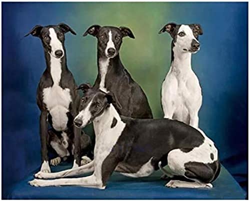 Puzzle für Erwachsene 1000 Teile, Whippet-Hunde-Puzzles, Denkspiel, Lernspielzeug, Heimdekorations-Puzzle, 38 x 26 cm von AFHMZ