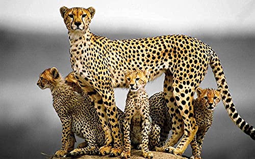 Puzzle für Erwachsene 1000 Teile - Holzpuzzle - Gepard - Großes 1000-teiliges Puzzlespiel, Kunstwerk-Puzzle, DIY-Geschenke für Erwachsene, Teenager, Kinder, Familien, 38 x 26 cm von AFHMZ