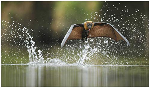 Puzzle für Erwachsene Papierpuzzle 500 Hamster- und Kaninchentiere Unisex-Spiele 52x38CM Puzzle für Erwachsene Papierpuzzle 500 Hamster- und Kaninchentiere Unisex-Spiele 52x38CM von AFHMZ