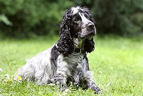 Puzzle für Erwachsene und Kinder, Hund, Cocker Spaniel, Hundetier, weiß/schwarz, klassisches Puzzle 2000 Teile, 70 x 100 cm von AFHMZ