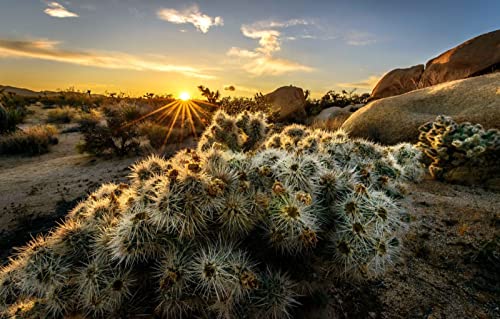 Puzzle für Junge Erwachsene, 1000 Teile, natürliche Schönheit, Sonne, Sonnenuntergang, Kalifornien, USA, Joshua Tree Nationalpark, 70 x 50 cm von AFHMZ