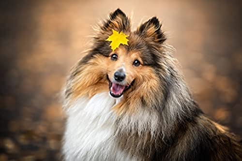 Puzzle mit 300 Teilen/Shetland Sheepdog Herbstblätter/Puzzles Unmögliches Puzzle für Erwachsene und Kinder, Gehirn-Herausforderungspuzzle für Kinder, Lernspiele, Geschenkgröße 38 x 26 cm Puzzle mit 300 Teilen/Shetland Sheepdog Herbstblätter/Puzzles Unmögliches Puzzle für Erwachsene und Kinder, Gehirn-Herausforderungspuzzle für Kinder, Lernspiele, Geschenkgröße 38 x 26 cm von AFHMZ