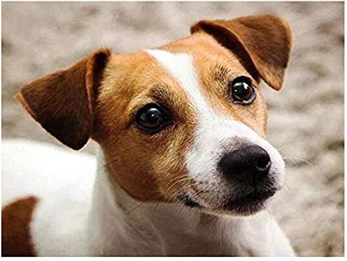 Smart Jack Russell Terrier Tierpuzzle 1000 Teile für Erwachsene Lernspielzeug Einzigartige Heimdekorationen und Geschenke 38x26CM von AFHMZ