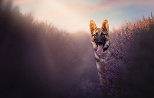 Spiele Puzzle 500 Teile Hund Billy Shepherd 52x38CM Spiele Puzzle 500 Teile Hund Billy Shepherd 52x38CM von AFHMZ