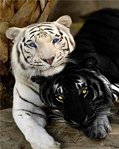 Weißer Tiger und schwarzer Tiger Puzzle 1000 Teile Landschaft Erwachsenenpuzzle Papierpuzzle 3D Klassisches Puzzle DIY Moderne Kunst Hauptdekoration 38x26CM von AFHMZ