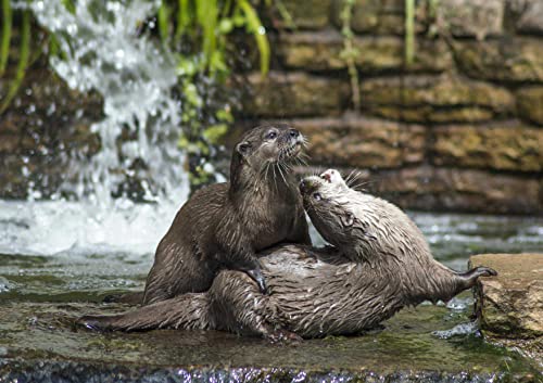 Wildlife - Fischotter, 1000 Teile im Karton, Puzzleteile im wiederverschließbaren Beutel. 70x50CM von AFHMZ