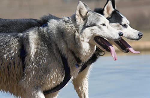 Wildlife – Husky im hochwertigen Karton – Puzzle 200 Teile 35x25CM Wildlife – Husky im hochwertigen Karton – Puzzle 200 Teile 35x25CM von AFHMZ