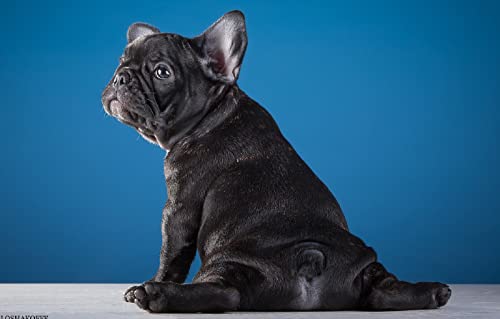 Zahlenpuzzle 100 Teile Französischer Bulldoggenwelpe 45,5x35,5CM Zahlenpuzzle 100 Teile Französischer Bulldoggenwelpe 45,5x35,5CM von AFHMZ