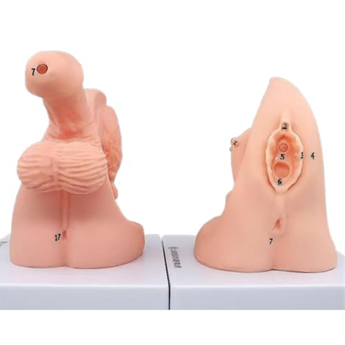 Katheterisierungsmodell für Frauen und Männer, Anatomisches Modell der inneren und äußeren Genitalien, Anatomisches Modell zur Demonstration der Katheterisierung für die klinische Lehre und die medizi von AHENKEAIA