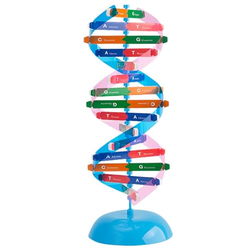 AOpghY DNA -Modellkit, DIY 13.7x4 Wissenschaftsmodelle, Doppelhelix -Struktur DNA -Modellkomponenten Wissenschaft Bildungsunterricht Instrumentmodell Kinderunterhaltungsprodukte von AOpghY