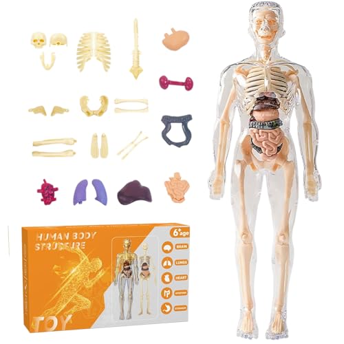 AOpghY Menschliches Körpermodell für Kinder, 27,9 cm, abnehmbares 3D-Modell des menschlichen Körpers, transparent, realistisches Modell der menschlichen Anatomie, Kinderspielzeug von AOpghY