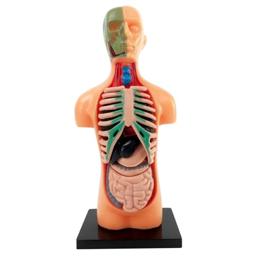 AOpghY Menschliches Körpermodell für Kinder 5,5 Zoll 3D Abnehmbar Anatomie Modell plastische Bildungsanatomie Jane Puppen menschliches Körpermodell von AOpghY