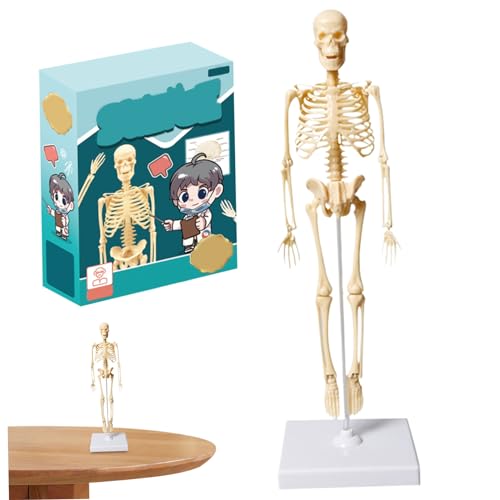 Kleines menschliches Skelettmodell 13,78 Zoll großes Kunststoff menschliches Körpermodell für Kinder Realistisches anatomisches Skelettspielzeug mit Basis für Spielzeug und Spiele im Klassenzimmer von AOpghY