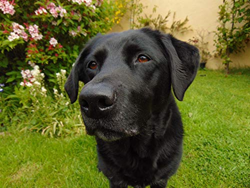 AQacum Puzzle 1000 Teile Schwarzer Labrador-Puzzle-Labrador Kinder Lernen Erkenntnis Spielzeuge Erwachsene Gehirn Teaser Spiele Holz Intelligenz Puzzles (50x75cm) von AQacum