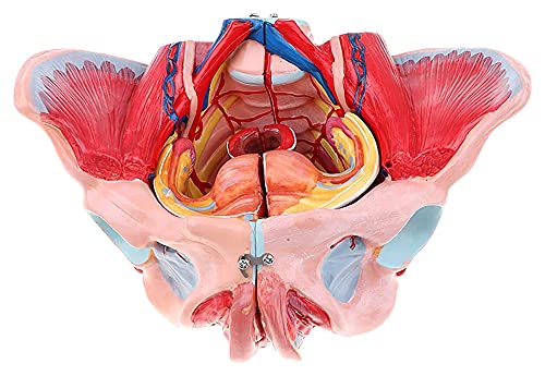 Organmodell Weibliches Beckenanatomie-Modell mit abnehmbaren Organen, anatomisches Modell, weibliches Beckenskelett, 4 anatomische Modelle in natürlicher Größe von ASPDSPDOBHBFFR