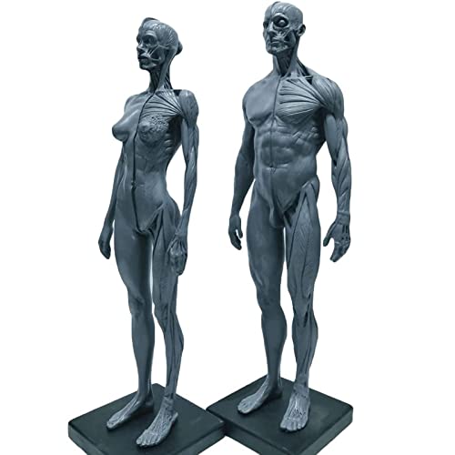 ATJOGWIN 12 Zoll männliches und weibliches menschliches anatomisches Harzmodell, menschliche Anatomiefigur und Hautmodell Laborbedarf, anatomische Referenz for Künstler (grau) von ATJOGWIN