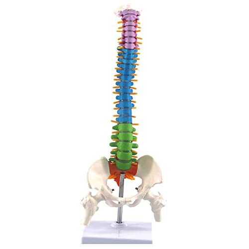 17,7 "Modell der menschlichen Wirbelsäule, anatomischem Modell des flexiblen Skeleton-Skeletts-Wirbel-Beckens mit Wirbeln, Nerven, Arterien, Lendensäule(Multi-colored) von ATJOGWIN