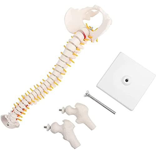 17,7 "Modell der menschlichen Wirbelsäule, anatomischem Modell des flexiblen Skeleton-Skeletts-Wirbel-Beckens mit Wirbeln, Nerven, Arterien, Lendensäule(Natural) von ATJOGWIN