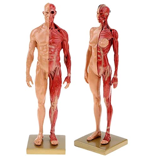 30 cm Harz Menschliche Anatomie Muskel Skelettmodell, 11 Zoll Männliches und Weibliches Menschliches Körpermodell 1 Set, Medizinische Forschung CG Malerei Skulptur von ATJOGWIN