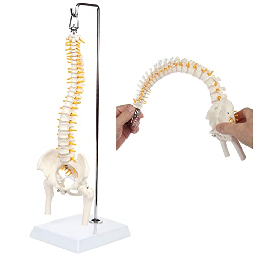 45cm Flexibles menschliches Wirbelsäulen-anatomisches Modell, Säulen-Wirbelsäule-Lendenkurve Anatomie-Wirbelsäule Medizinische Unterrichtswerkzeug von ATJOGWIN