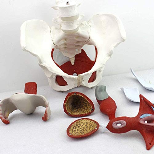 Anatomisches weibliches Beckenmodell, abnehmbare Organe Beckenbodenmuskeln Anatomisches Modell Laborbedarf, Gynäkologie-Training Arzt Geschenk von ATJOGWIN