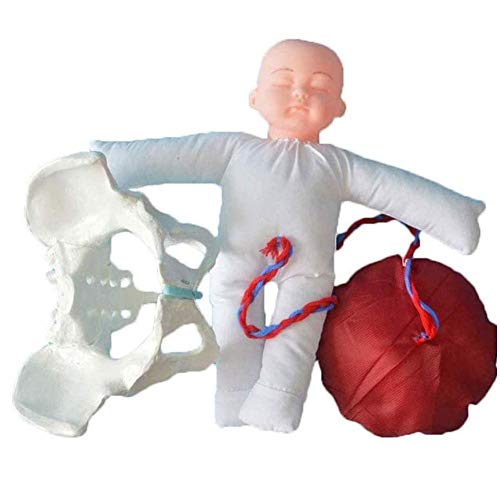 Childbirth Menschliche Körpersimulation mit weiblichen Becken und Baby, Ausbildung Hebammen für Geburtsfrauenmodell mit Feten/Nabelschnur/Plazenta von ATJOGWIN