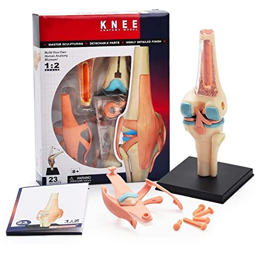 Human 1: 2 Anatomisches Kniegelenk-Simulationsmodell, 23 entfernbare Teile des medizinischen Bildungsmodells, 4D-Spielzeug-Montagesrätsel von ATJOGWIN