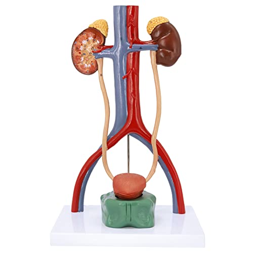 Human-Harnsystem-Anatomie-Modell, Harnblase, Katheterisierung, Nierenanatomie, Harnsystem-Modell, Modell der Arterie-Vene 13,5 Zoll groß von ATJOGWIN