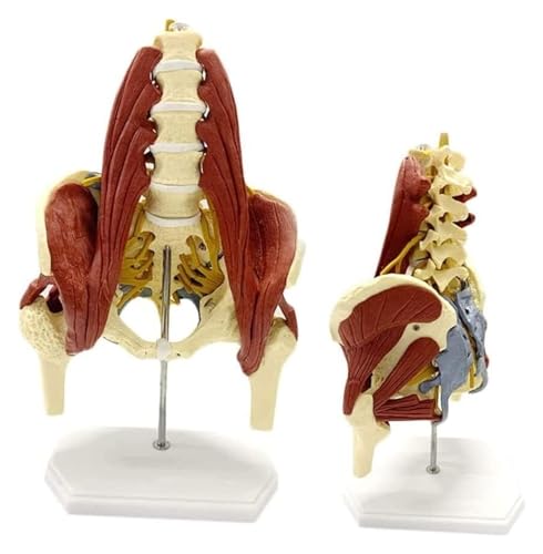 Human Lumbar Belt Muscle Model, Bilateral Muscular Lumbar Spine Model, Pelvic Disc Herniation Maternal Pelvic Floor Muscle Repair Demonstration Sacral Bones Anatomical Model von ATJOGWIN