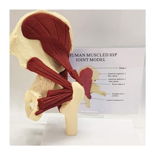 Human Muscular Hip Articulation Model, Hip Articulation Model Model Model of The Hip Articulation with pelvi Muscles von ATJOGWIN