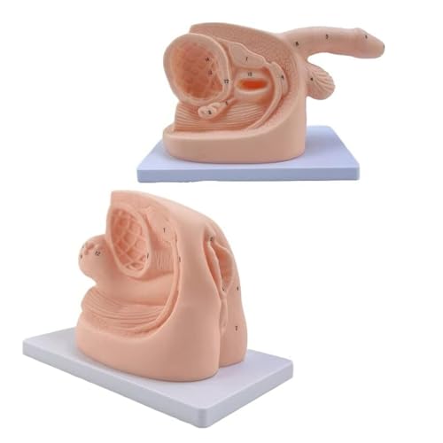 Male Female Catheterization Exercises Education Model Set,Catheterization Model Internal and External Genital Anatomy Model and Urinary Catheter Mold von ATJOGWIN