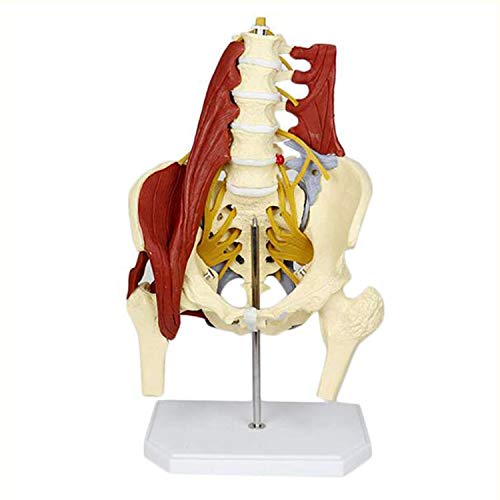 Menschliches anatomisches Modell für Rückenleitraten, Anatomie-Modell für Erwachsene Aktuelles Größe Modell Becken Hernia Lendenscheibe, 52 * 20 * 30cm von ATJOGWIN