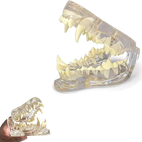 Pathologie Medizinische Zähne Hund Backenmodell, Dent Oral Pathologie Anatomisches Canine Pädagogisches Werkzeug für Veterinärbüro von ATJOGWIN