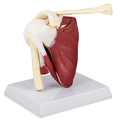 Schultergelenk mit Muskeln, PVC-Schultermodell mit Bändern, lebensgroße Schulteranatomie für Arztpraxen, pädagogisches Werkzeug, Anatomie von ATJOGWIN