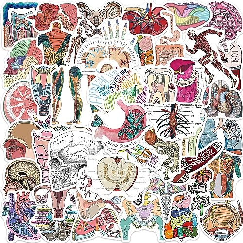 AUCEKO 50 Stück Anatomie der Organe Aufkleber Pack Organs Sticker Set wasserdichte Vinyl Sticker für Laptop Kinder Autos Motorrad Fahrrad Skateboard Gepäck Koffer Computer Aufkleber Graffiti Decal von AUCEKO