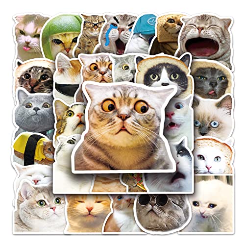 AUCEKO 50 Stück Katzen Meme Aufkleber Pack Cat Sticker Set wasserdichte Vinyl Sticker für Laptop Kinder Autos Motorrad Fahrrad Skateboard Gepäck Koffer Computer Aufkleber Graffiti Decal von AUCEKO