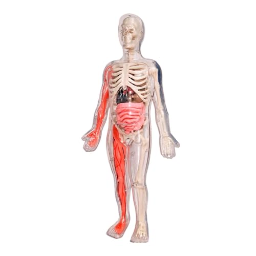 ＡＷＨＡＯ Humankörper Puzzle Kits für Kinder 3D Anatomie Figur für Kinder von ＡＷＨＡＯ