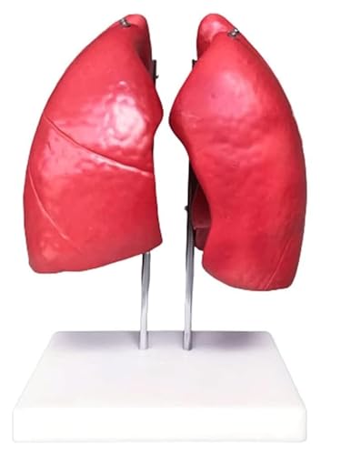 AYCDL 3D Lungenmodell Anatomie, Organmodell, Lungenanatomiemodell, Anatomiemodell, menschliches Körpermodell, Atemsystem, 1 Packung von AYCDL