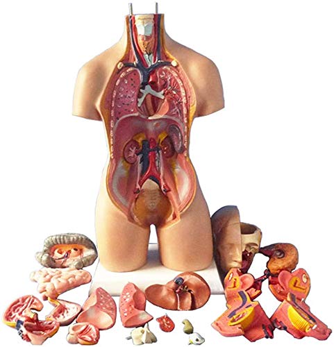 AYCDL 55 cm Körpermodell, 4D anatomisches Montagemodell menschlicher Organe für den Unterricht der Schulbildung von AYCDL