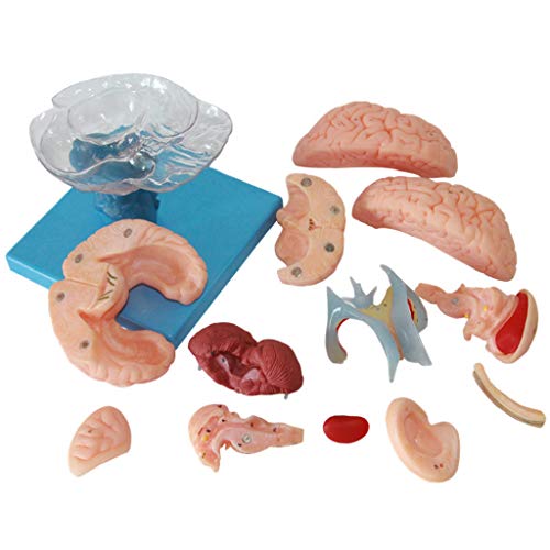 AYCDL Abnehmbares Kleinhirnmodell, menschliches Gehirn, anatomisches Modell, abnehmbares PVC, menschliches Gehirnmodell, Lehrmodell, Anzeige, Forschung von AYCDL