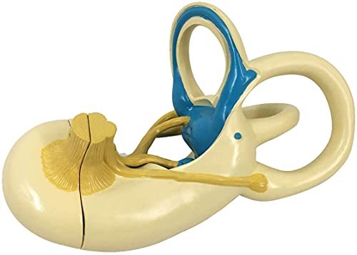 AYCDL Anatomie-Modell, Innenohr-Labyrinth-Modell, menschliches Ohr-Bildungsmodell, menschliches Organmodell, Ohranatomie-Modell, Lehrforschung von AYCDL