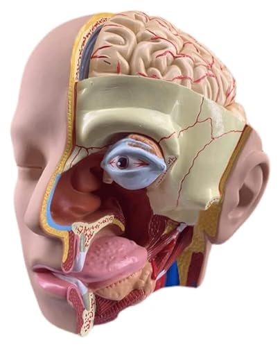 AYCDL Anatomiemodell Anatomiemodell des Gehirns Anatomisches Modell des menschlichen Kopfes des menschlichen Körpers mit 5 abnehmbaren Lehrmodellen, 1 Packung von AYCDL