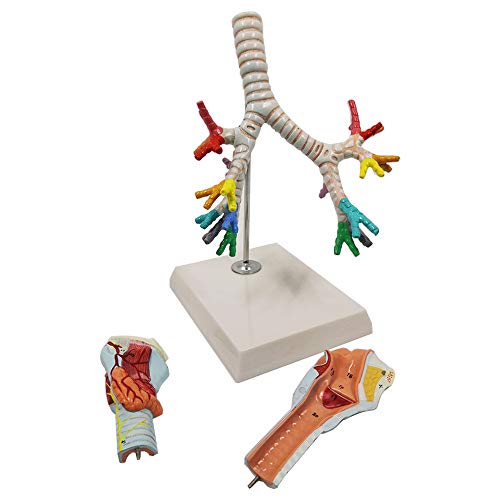 AYCDL Anatomisches Modell Larynxmodell des menschlichen Kehlkopfes und Tracheobaums des Broncholaryngoskops Lunge von AYCDL